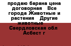 продаю барана цена договорная - Все города Животные и растения » Другие животные   . Свердловская обл.,Асбест г.